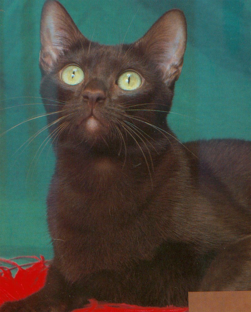 Кошка Ориентал Гавана