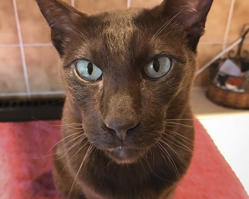 Порода Гавана Браун