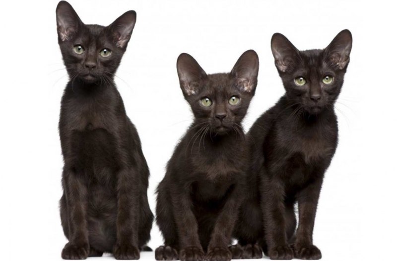 Ориентальная Гавана Браун