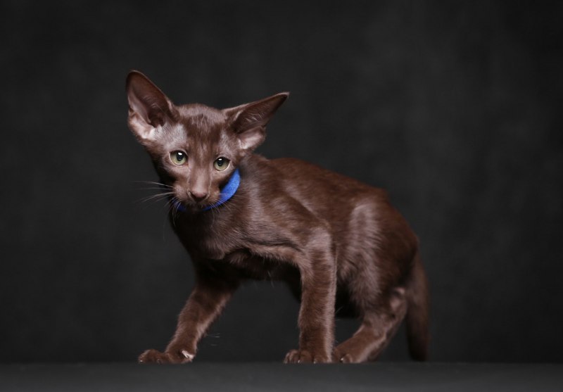 Ориентальная кошка Гавана