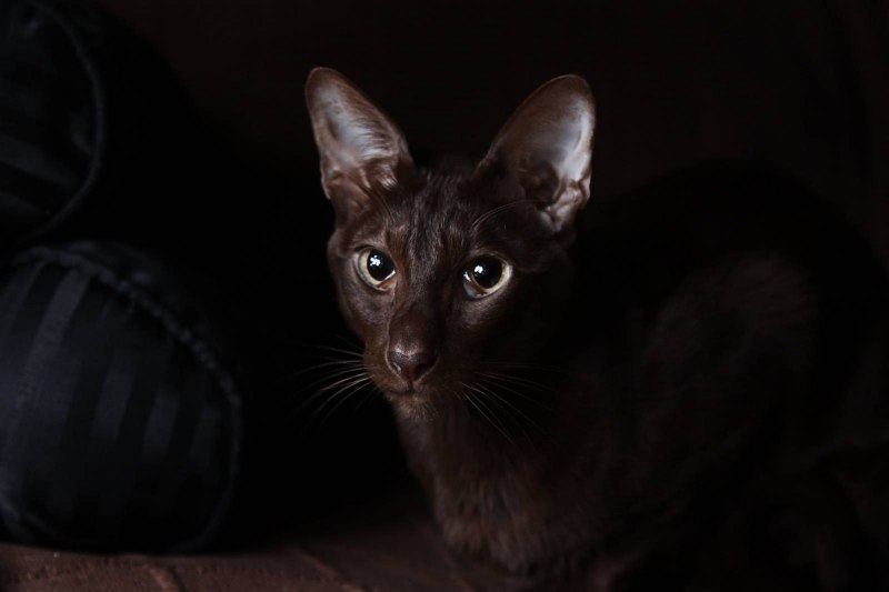 Ориентал Гавана Браун