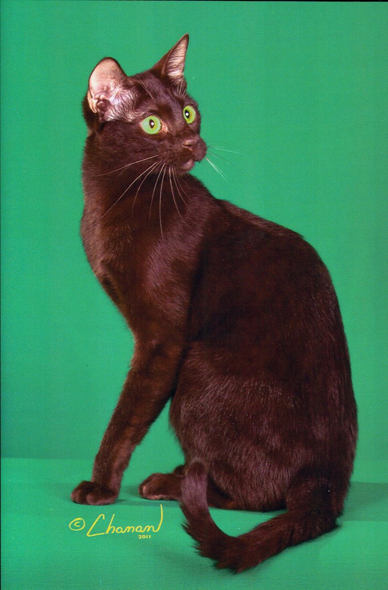 Шоколадно-каштановый кот