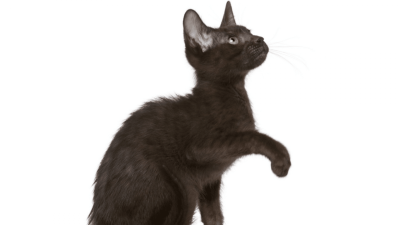 Ориентальная порода кошек