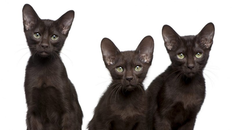 Гавана Браун Wicker Pet