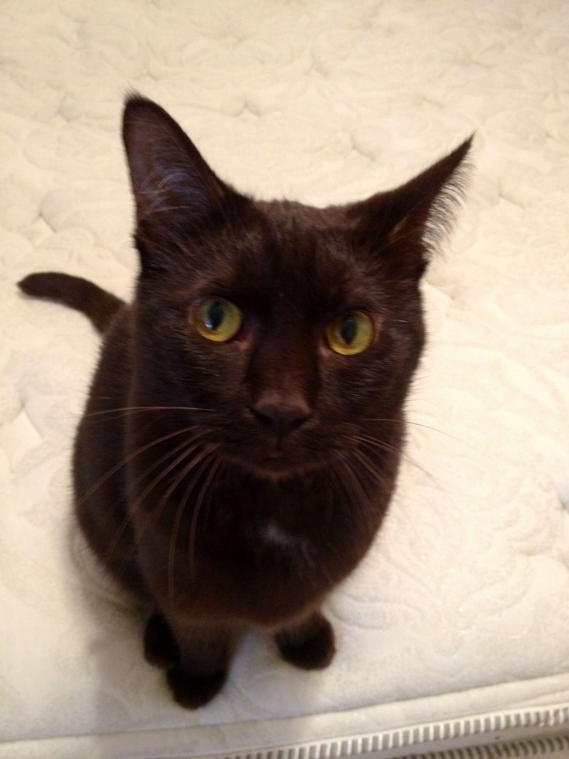 Порода Гавана Браун