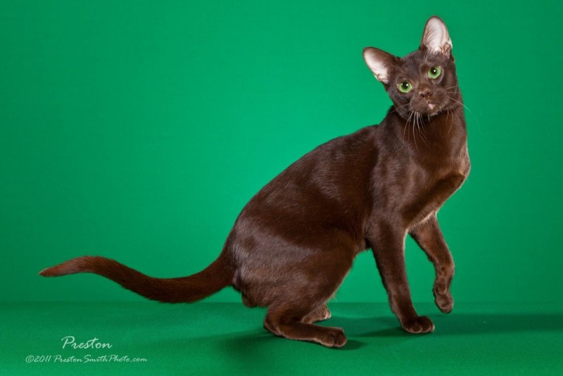 Котята породы Гавана Браун