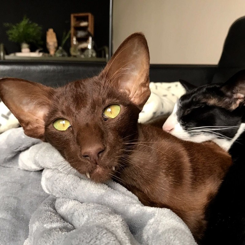 Гавана Браун котята