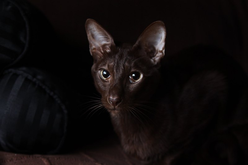 Коричневый уличный кот