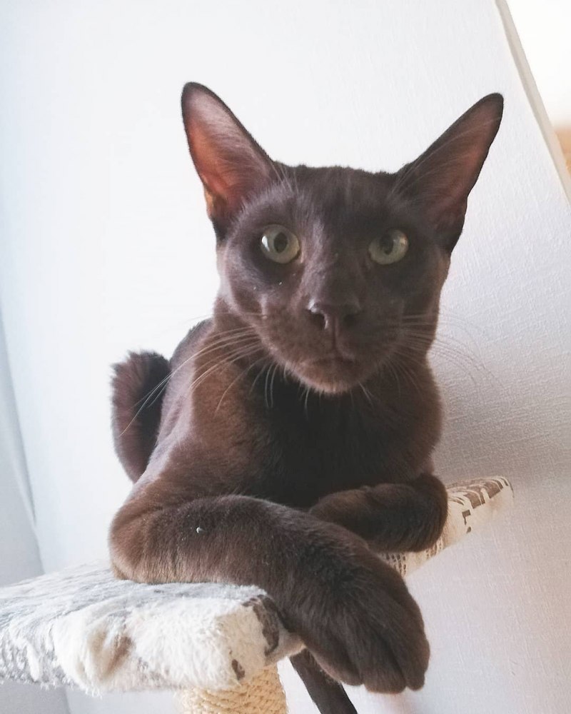 Ориентал Гавана Браун