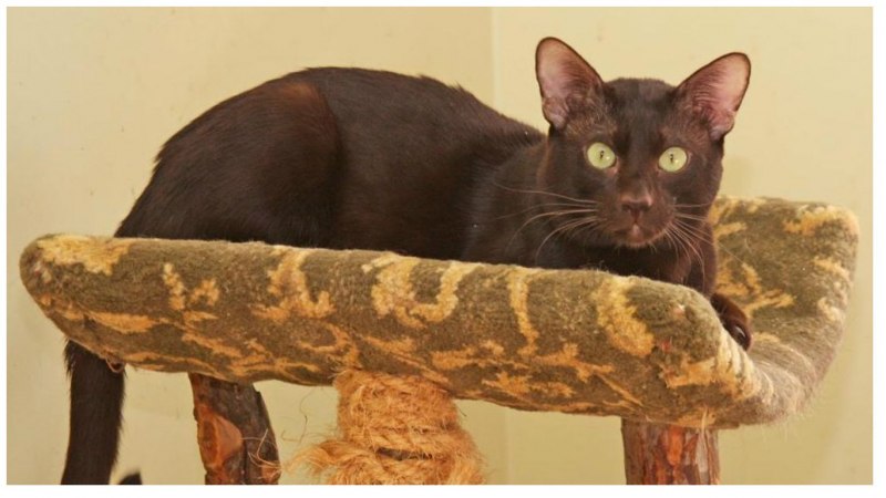 Ориентал Гавана Браун