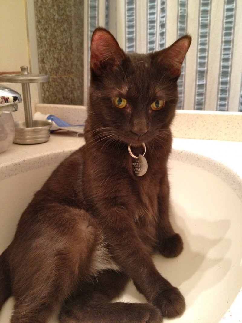 Гавана Браун чёрная