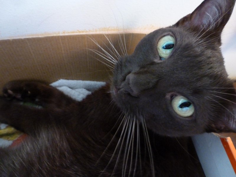 Ориентальная кошка