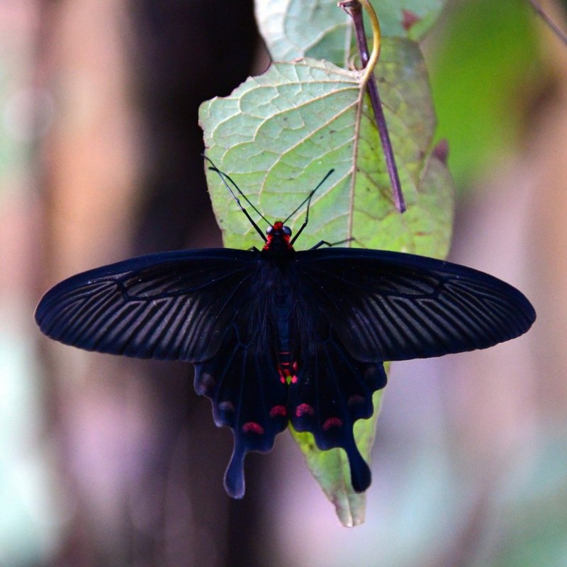 Бабочка вдовушка