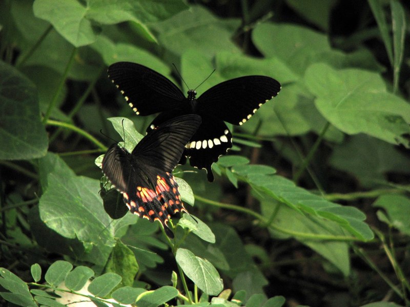 Черная ночная бабочка
