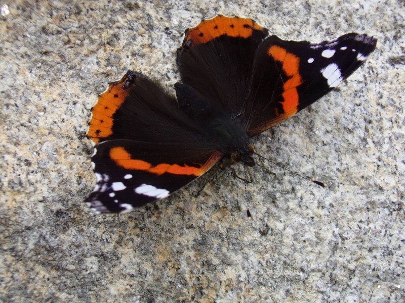 Синяя бабочка