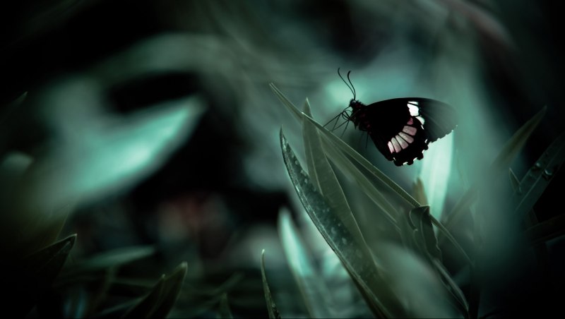 Бабочка на темном фоне