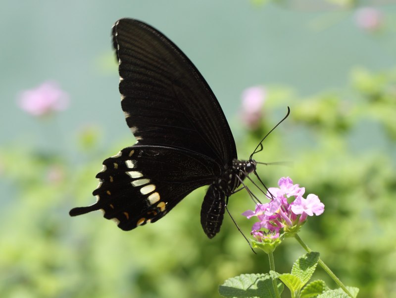 Бабочка черная с белыми пятнами