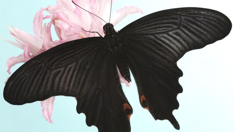 Бабочка с черными пятнами