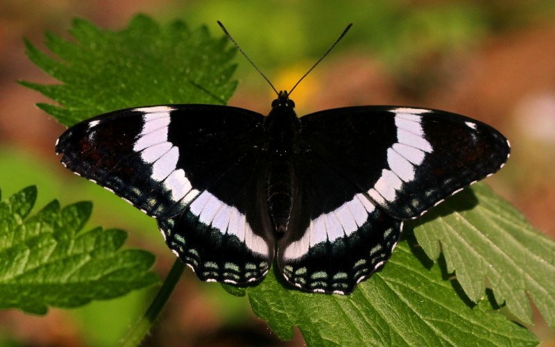 Бабочка Махаон Адмирал