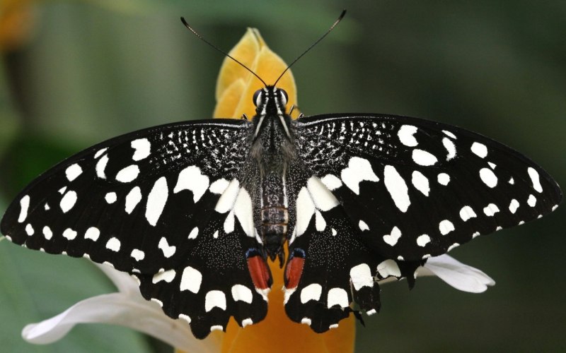 Темные бабочки