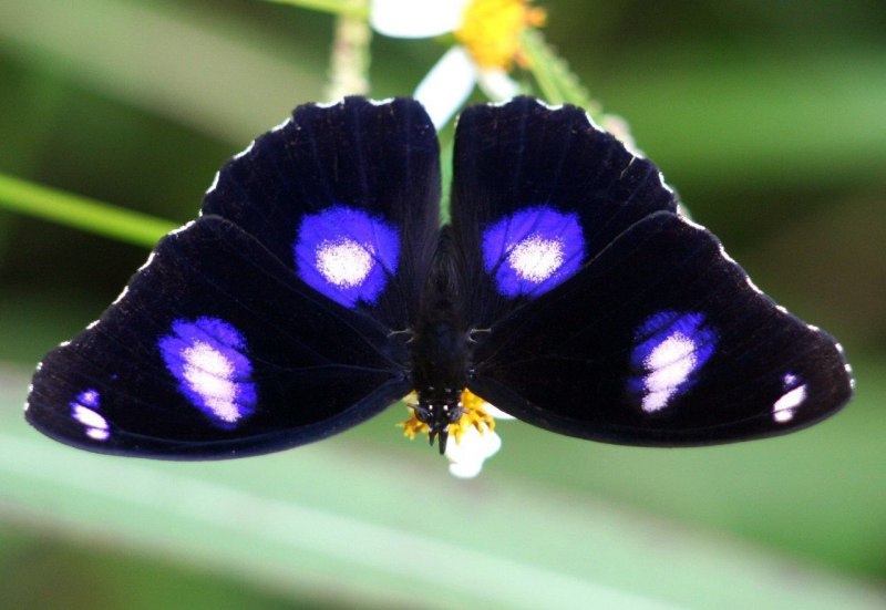 Парусник Papilio Troilus