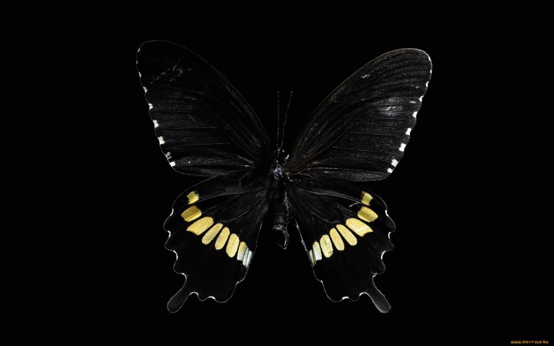 Бабочка черного цвета