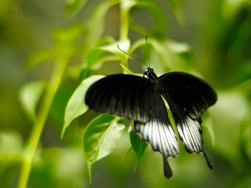 Черный Кардинал бабочка