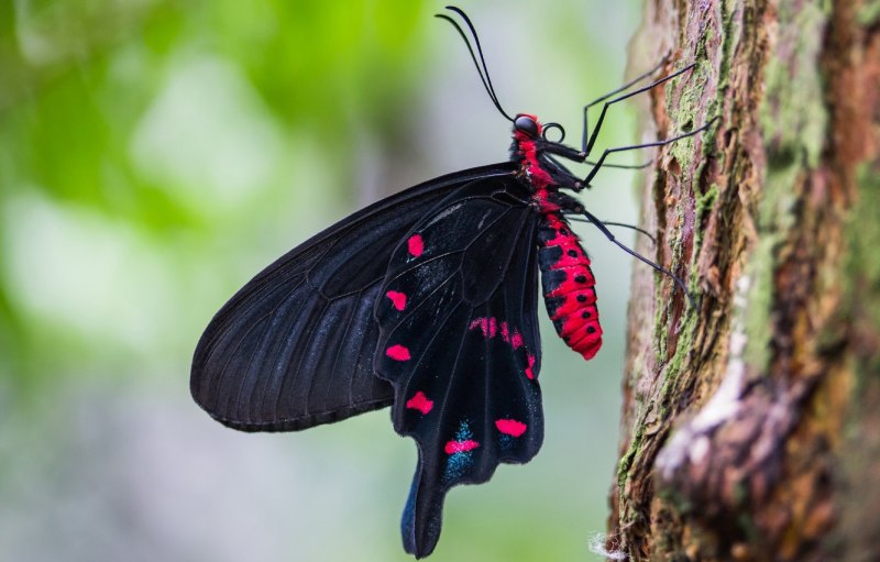 Черный Кардинал бабочка