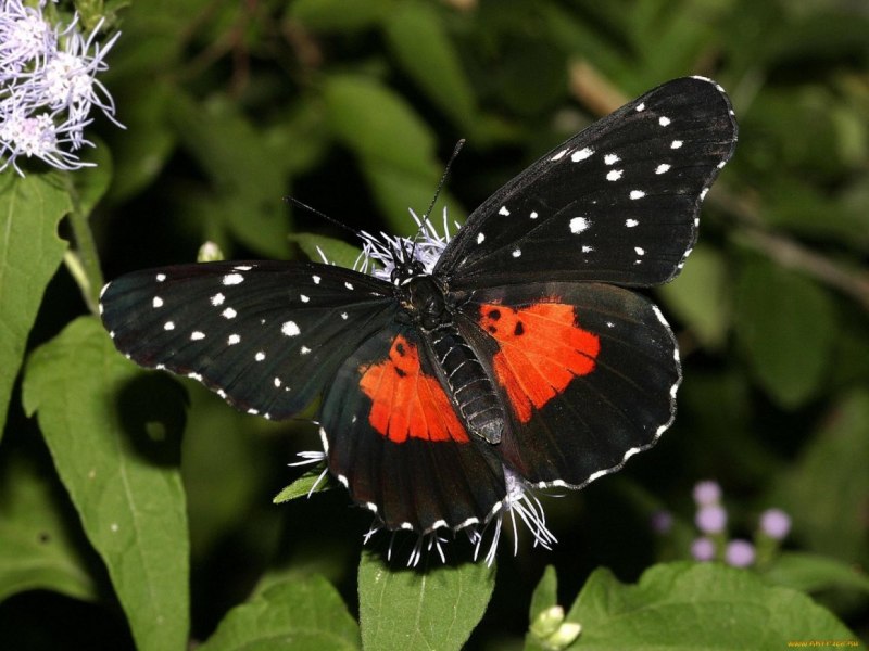 Бабочка черная