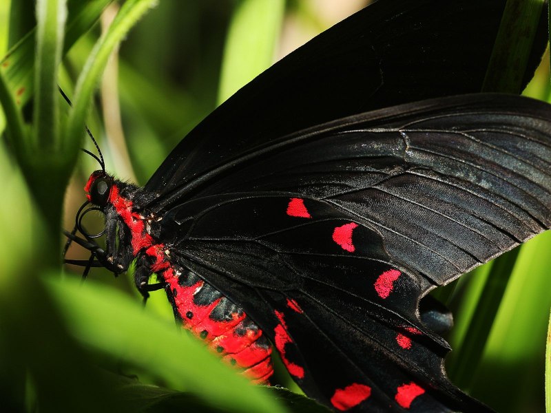 Бабочка черного цвета