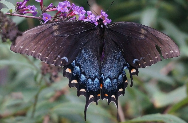 Papilio Rumanzovia бабочка