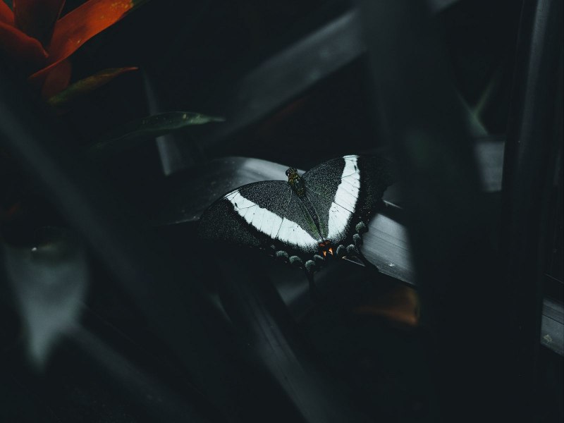 Бабочка с темными крыльями