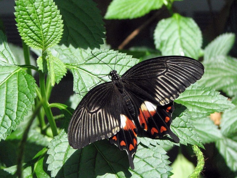 Бабочка Papilio ascalaphus