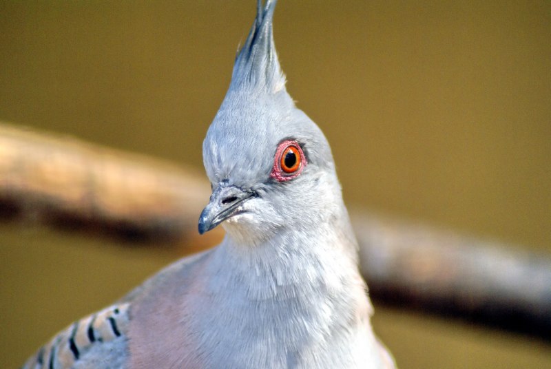 Хохлатый голубь