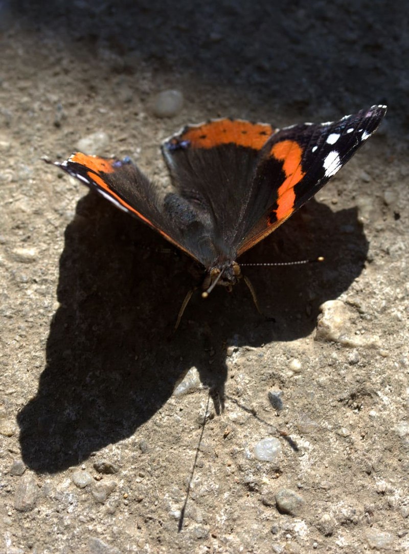 Бабочки на черном фоне