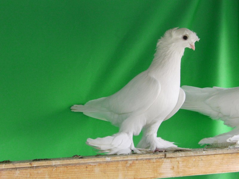 Декоративные голуби