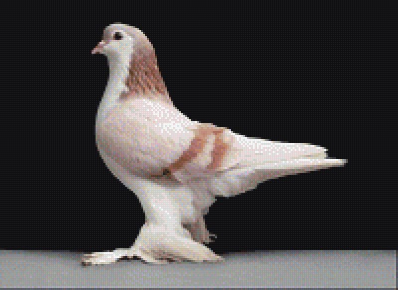 Лагор (порода голубей)