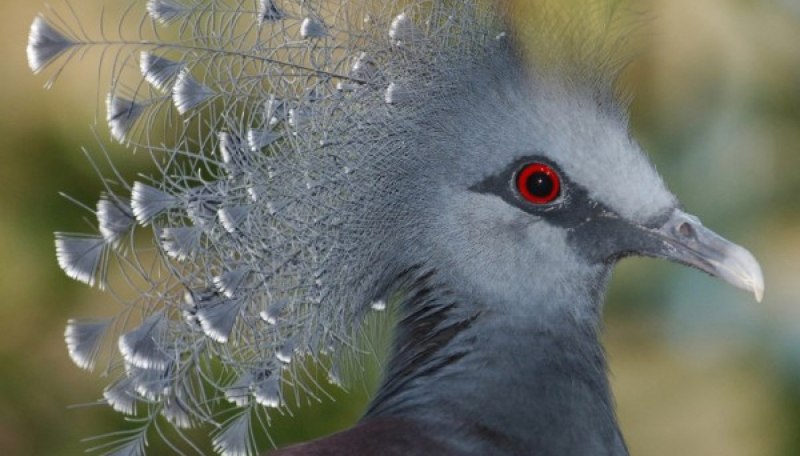 Красота животных птицы