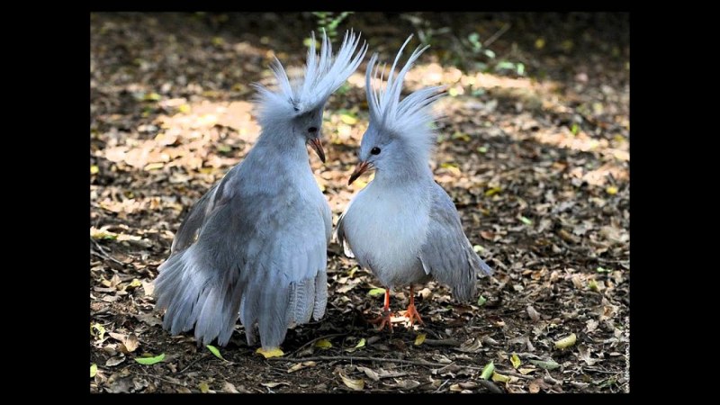 Кагу (Rhynochetos jubatus)