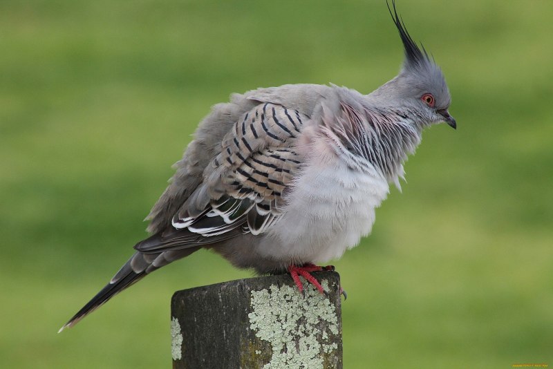 Голубьс хохлом на голове