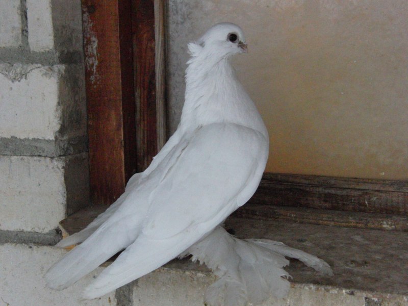 Белый голубь с хохолком порода