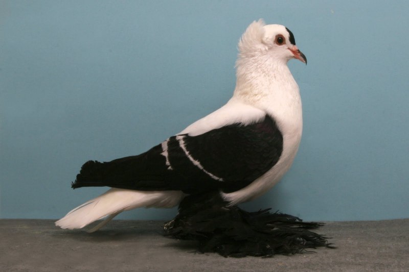 Голуби породы Богемская космоногая