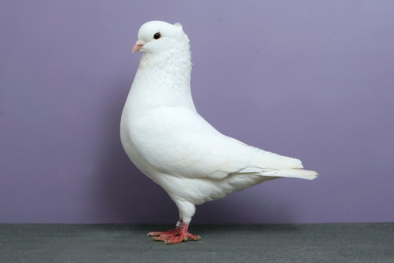 Порода Голубка белая голубь