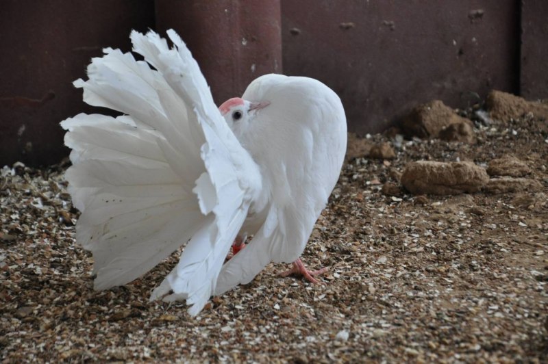 Голуби породы Павлин