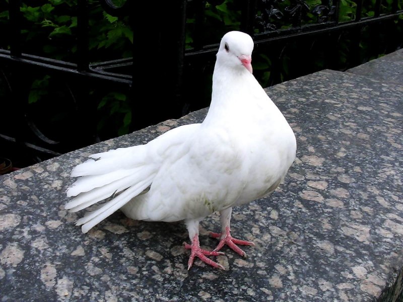 Голуби сохры