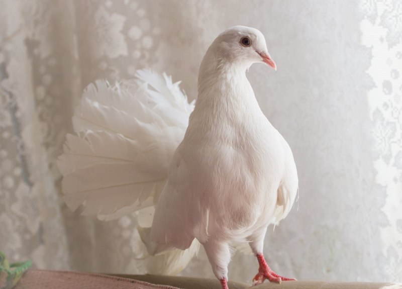 Декоративные голуби