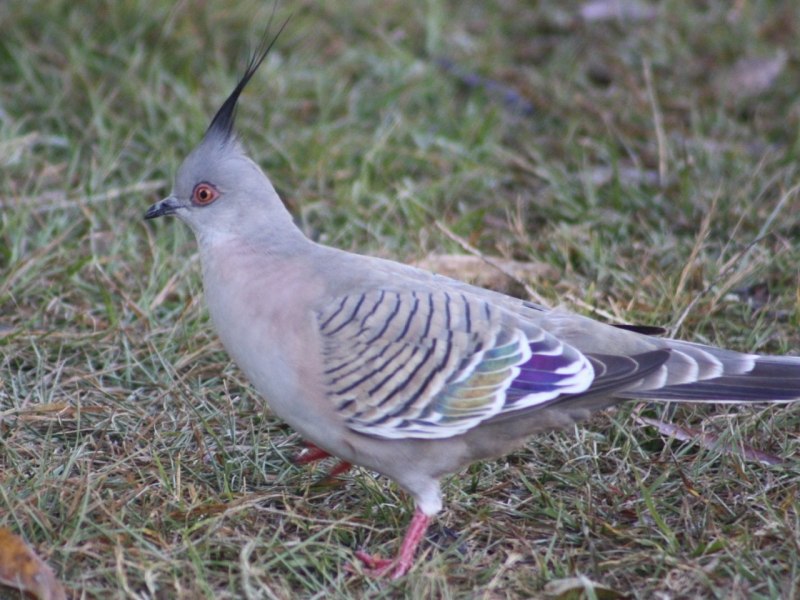 Австралийская хохлатая Горлица