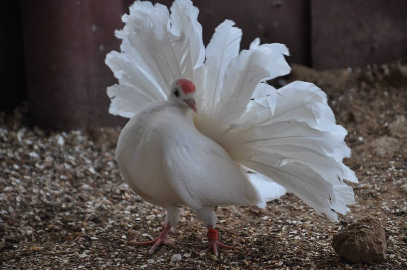 Королевский Павлин голубь