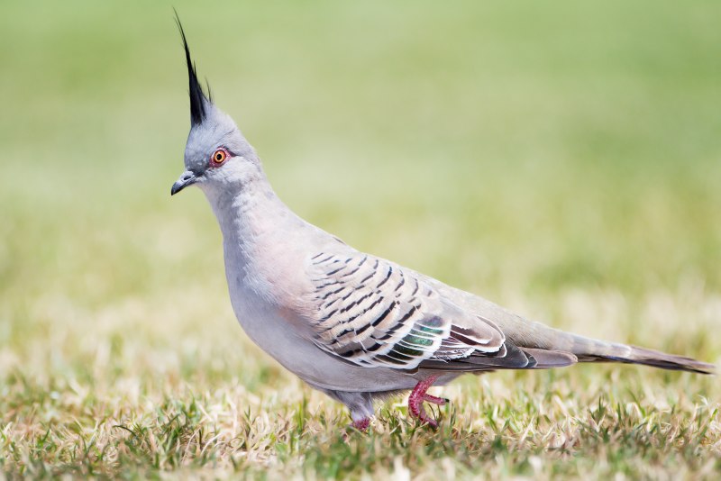 Хохлатый толстоклювый голубь