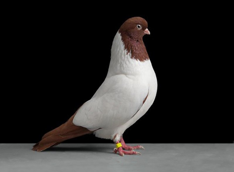 Порода голубей Грифон